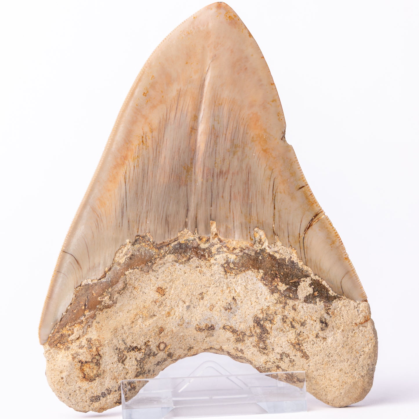 Large Megalodon Sharks Tooth (Otodus megalodon)