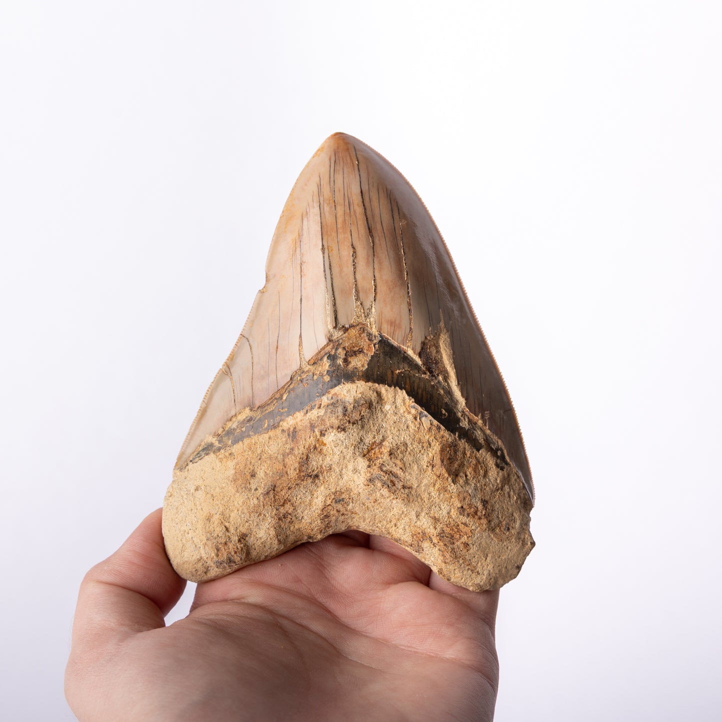 Large Megalodon Sharks Tooth (Otodus megalodon)