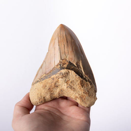 Large Megalodon Sharks Tooth (Otodus megalodon)