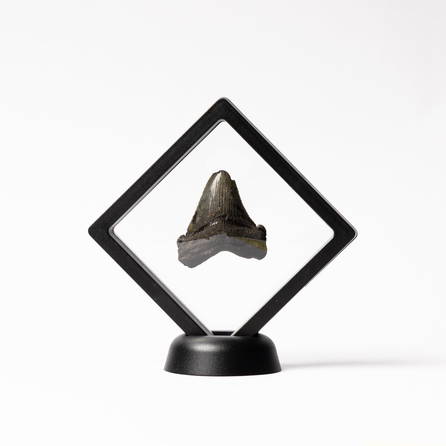 Megalodon Sharks Tooth