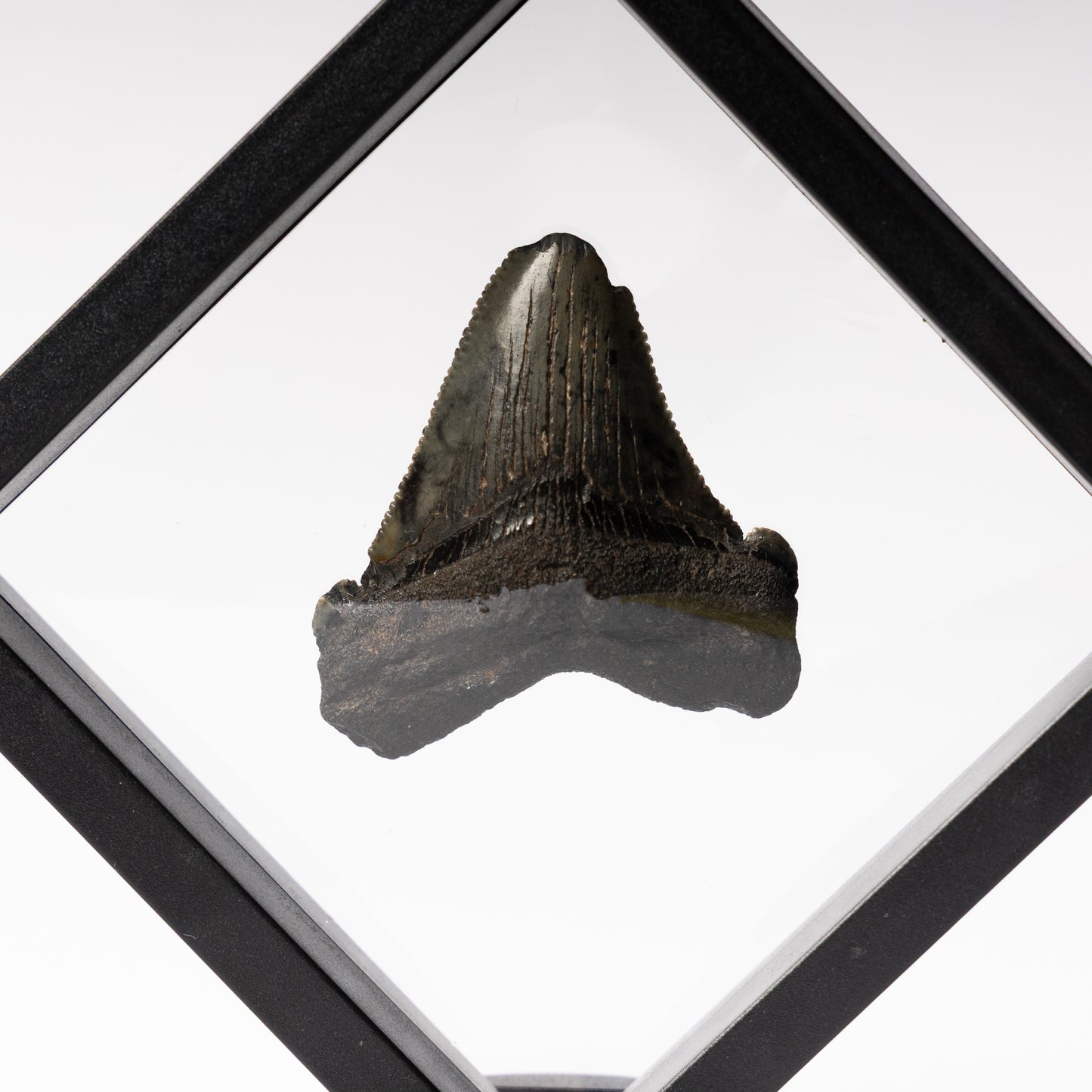 Megalodon Sharks Tooth