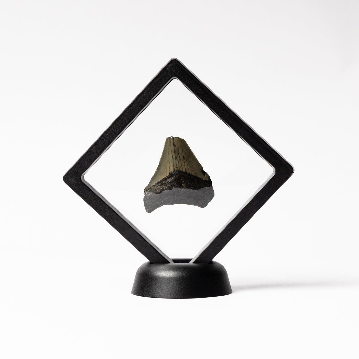 Megalodon Sharks Tooth