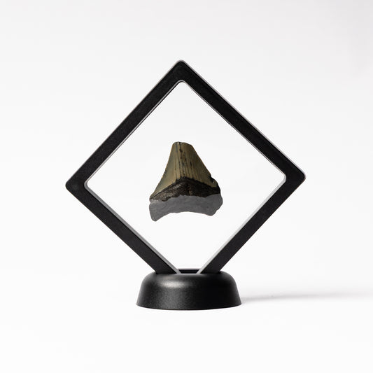 Megalodon Sharks Tooth