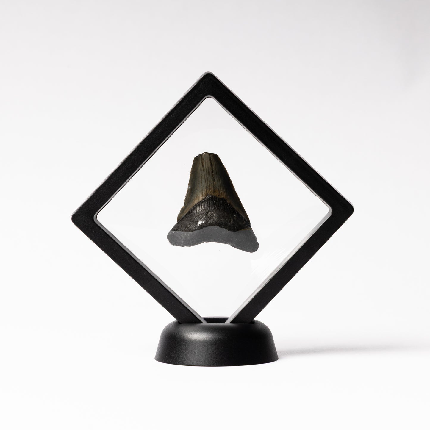 Megalodon Sharks Tooth