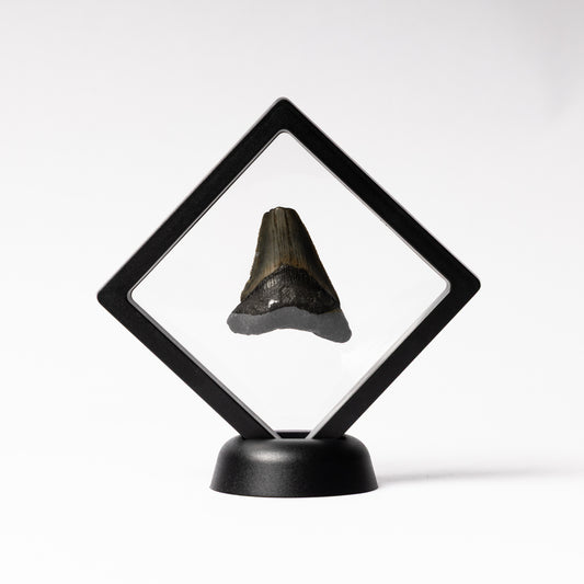 Megalodon Sharks Tooth