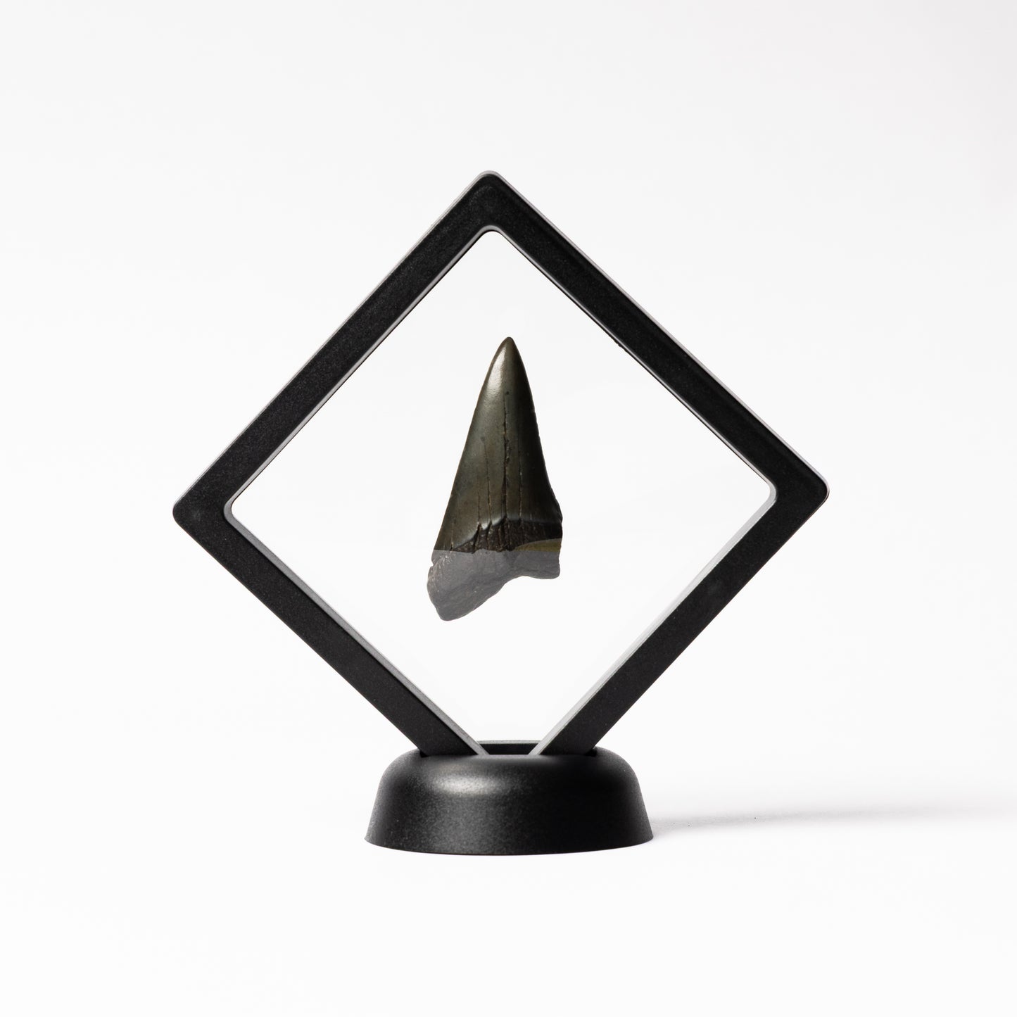 Megalodon Sharks Tooth