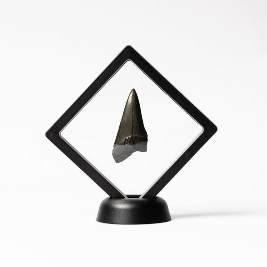 Megalodon Sharks Tooth