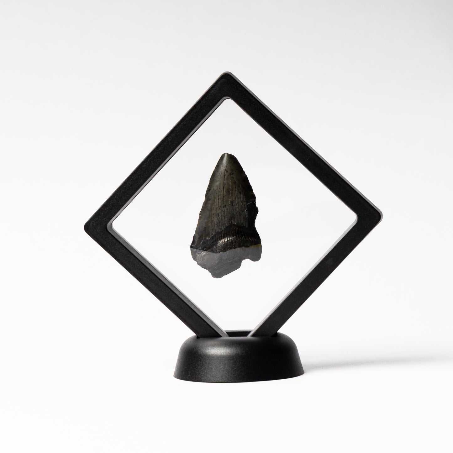 Megalodon Sharks Tooth