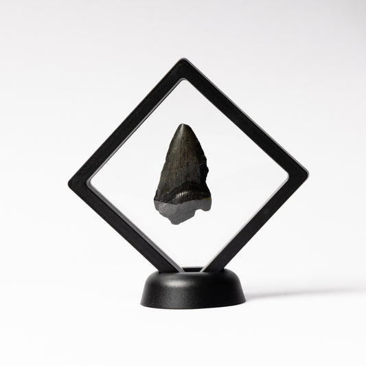 Megalodon Sharks Tooth