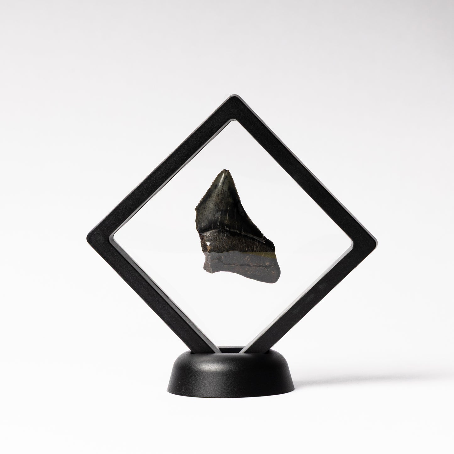 Megalodon Sharks Tooth