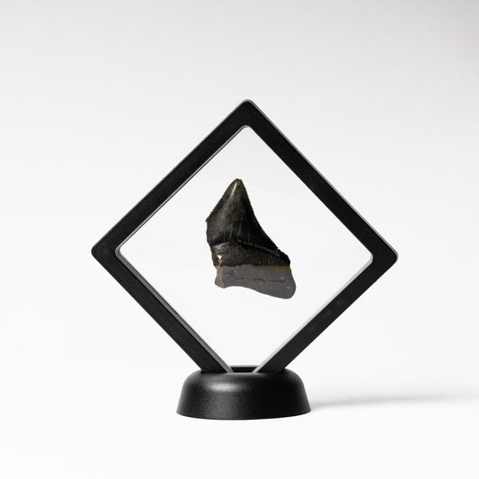 Megalodon Sharks Tooth