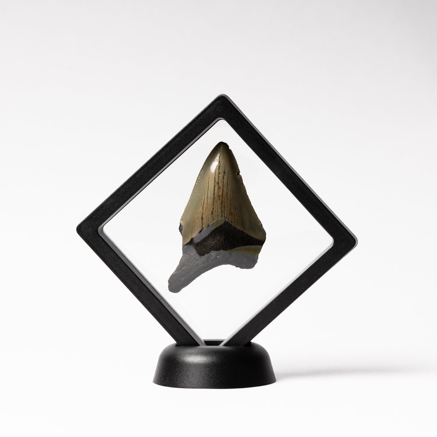 Megalodon Sharks Tooth