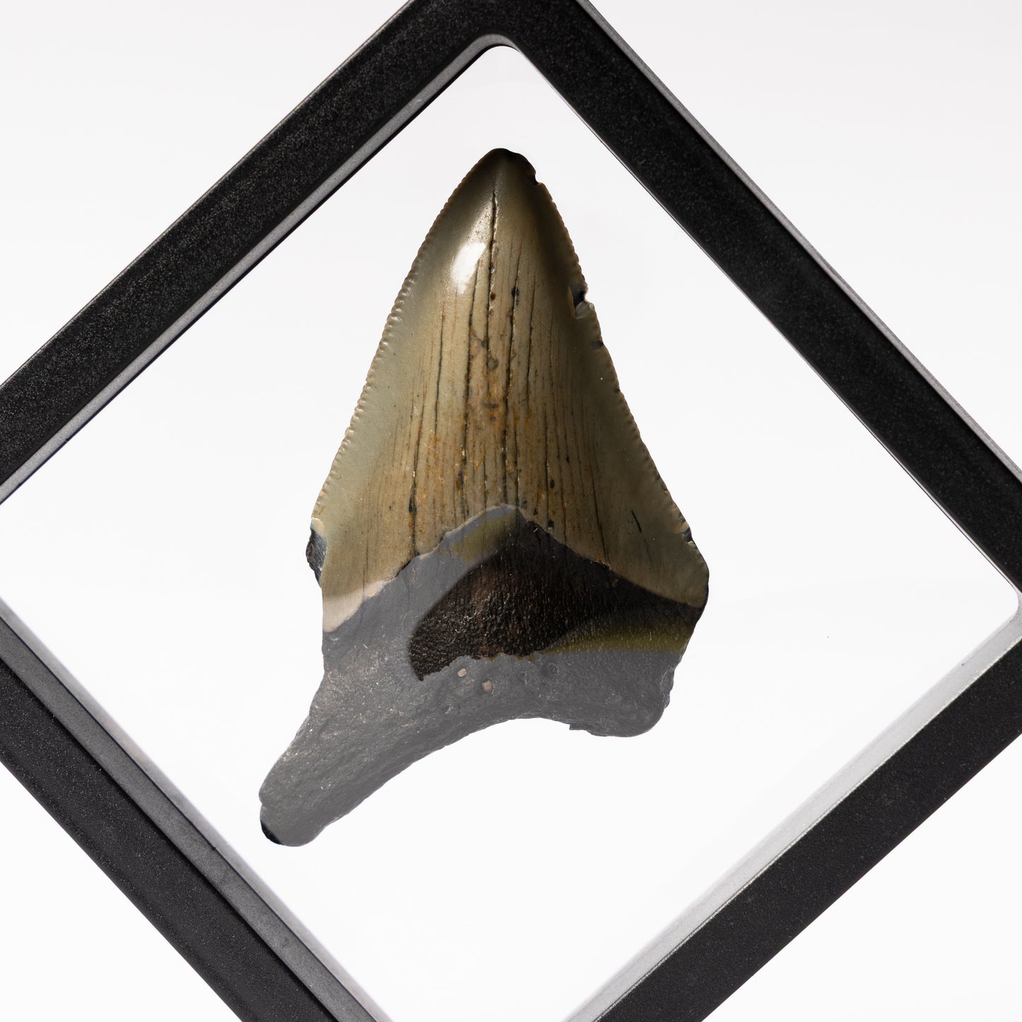 Megalodon Sharks Tooth