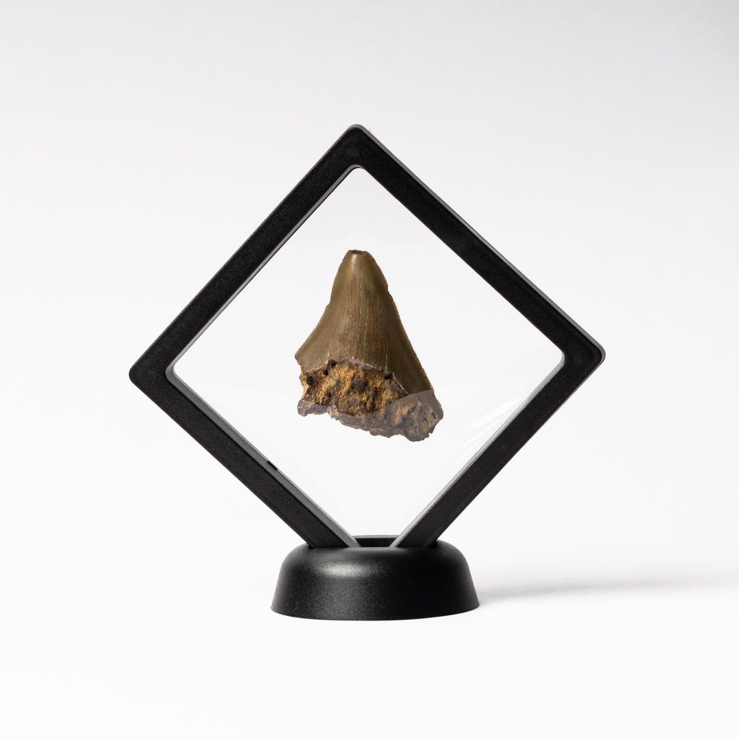 Megalodon Sharks Tooth