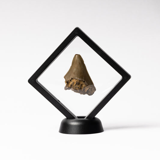 Megalodon Sharks Tooth