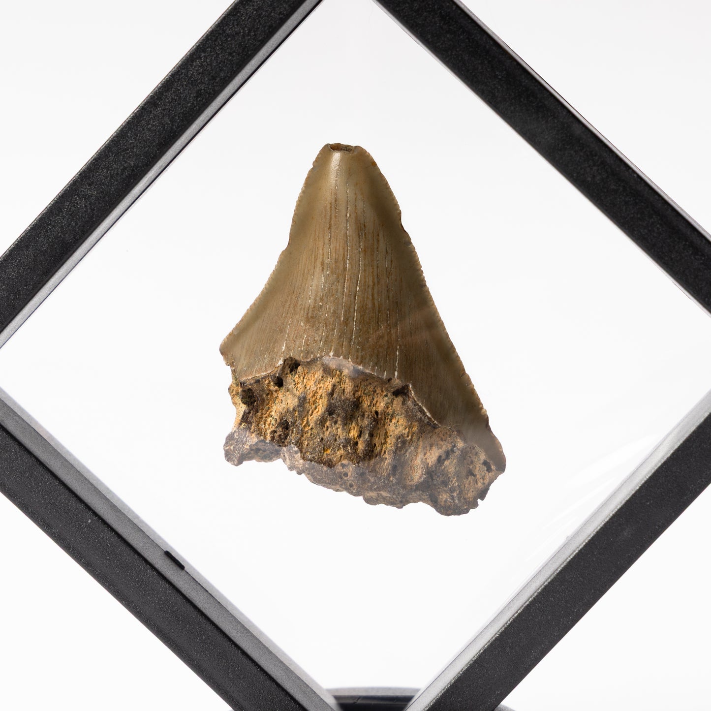 Megalodon Sharks Tooth
