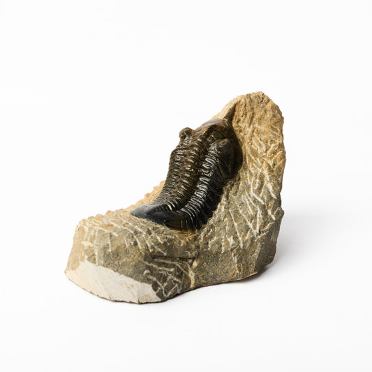 Morocconites malldoides Trilobite