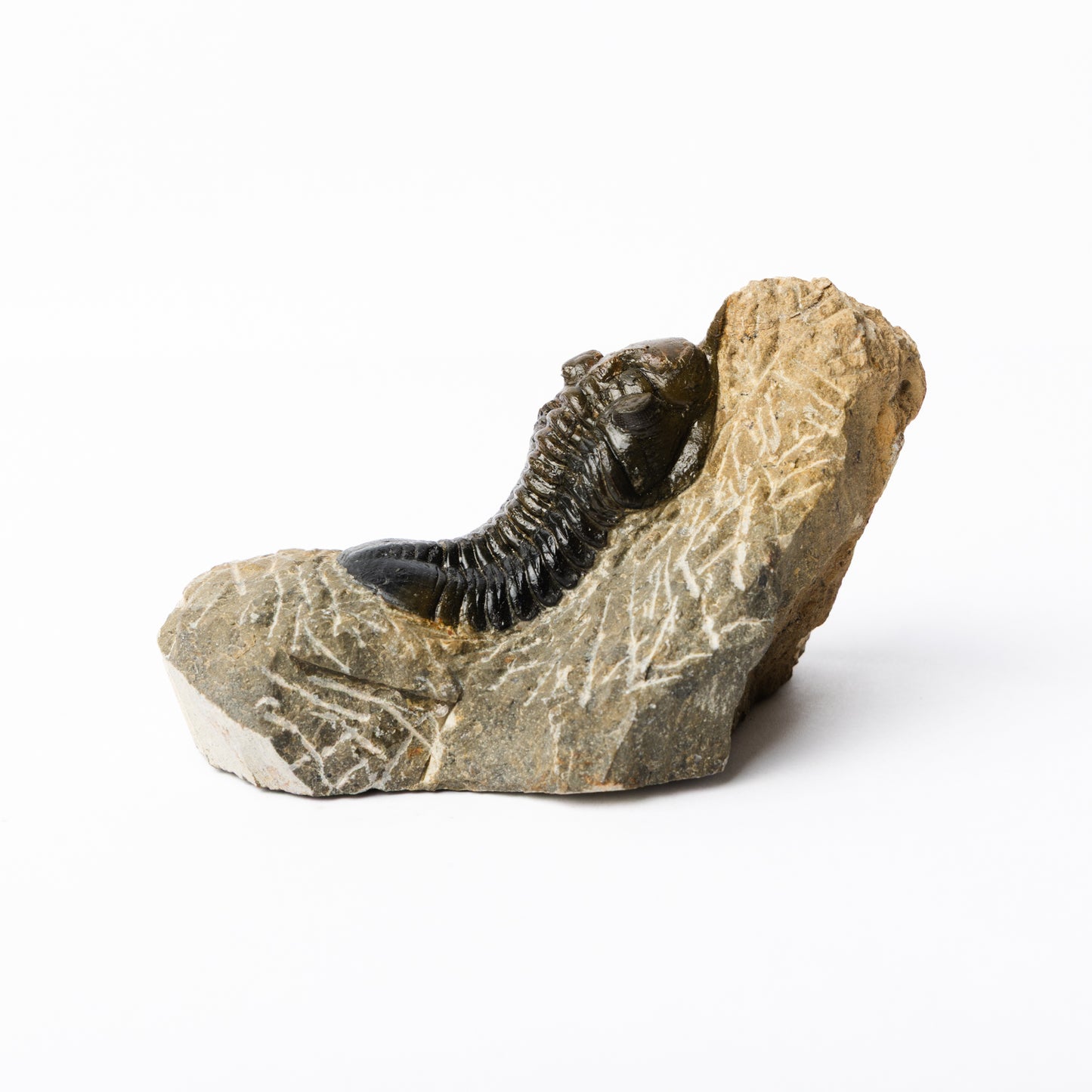 Morocconites malldoides Trilobite