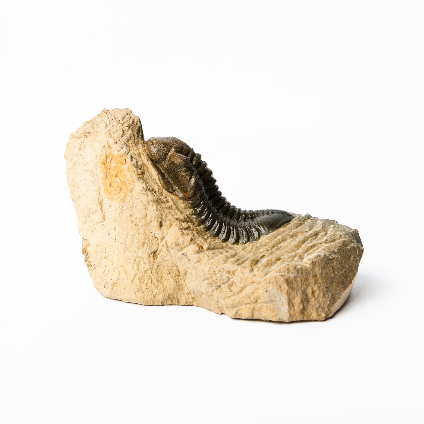 Morocconites malldoides Trilobite