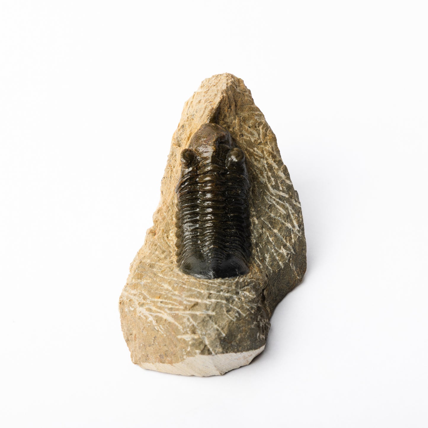 Morocconites malldoides Trilobite