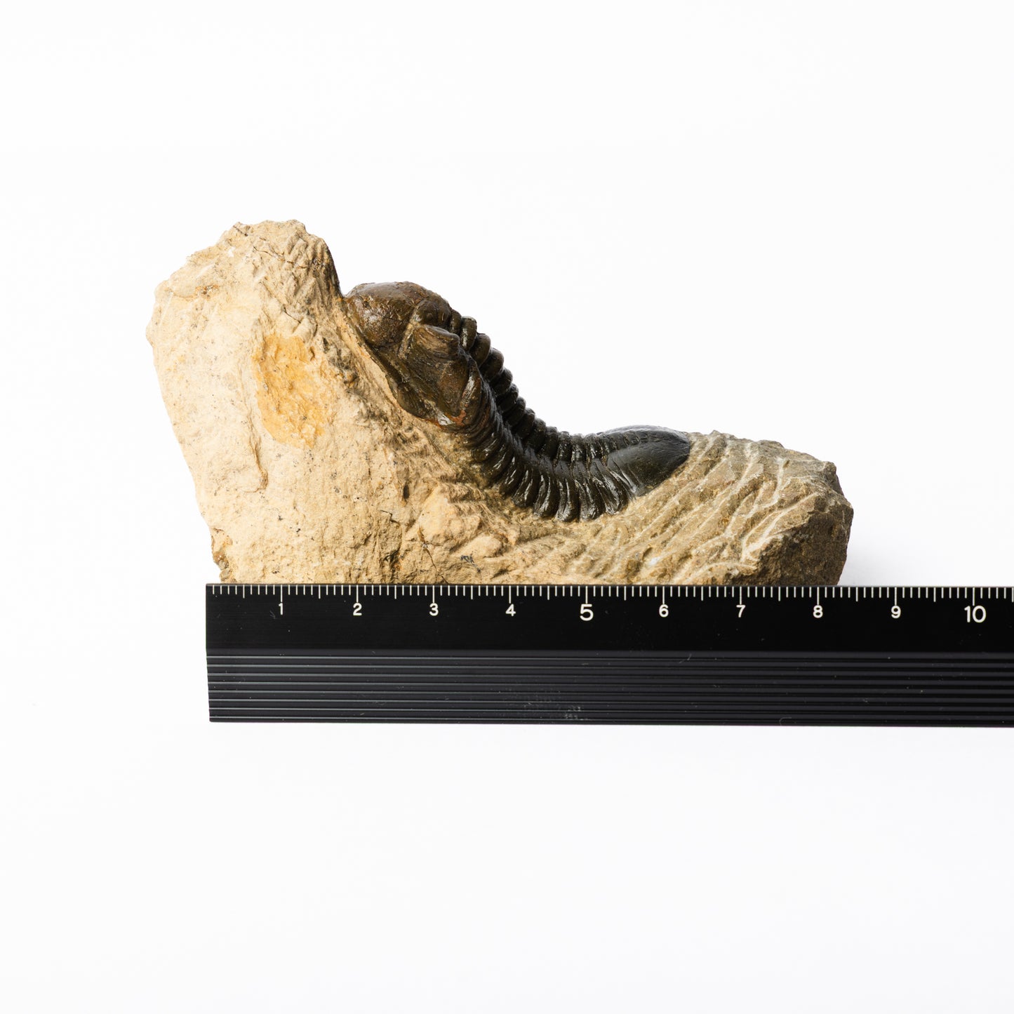 Morocconites malldoides Trilobite
