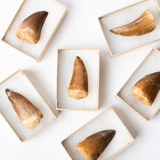 Mosasaurus sp. Tooth - Boxed