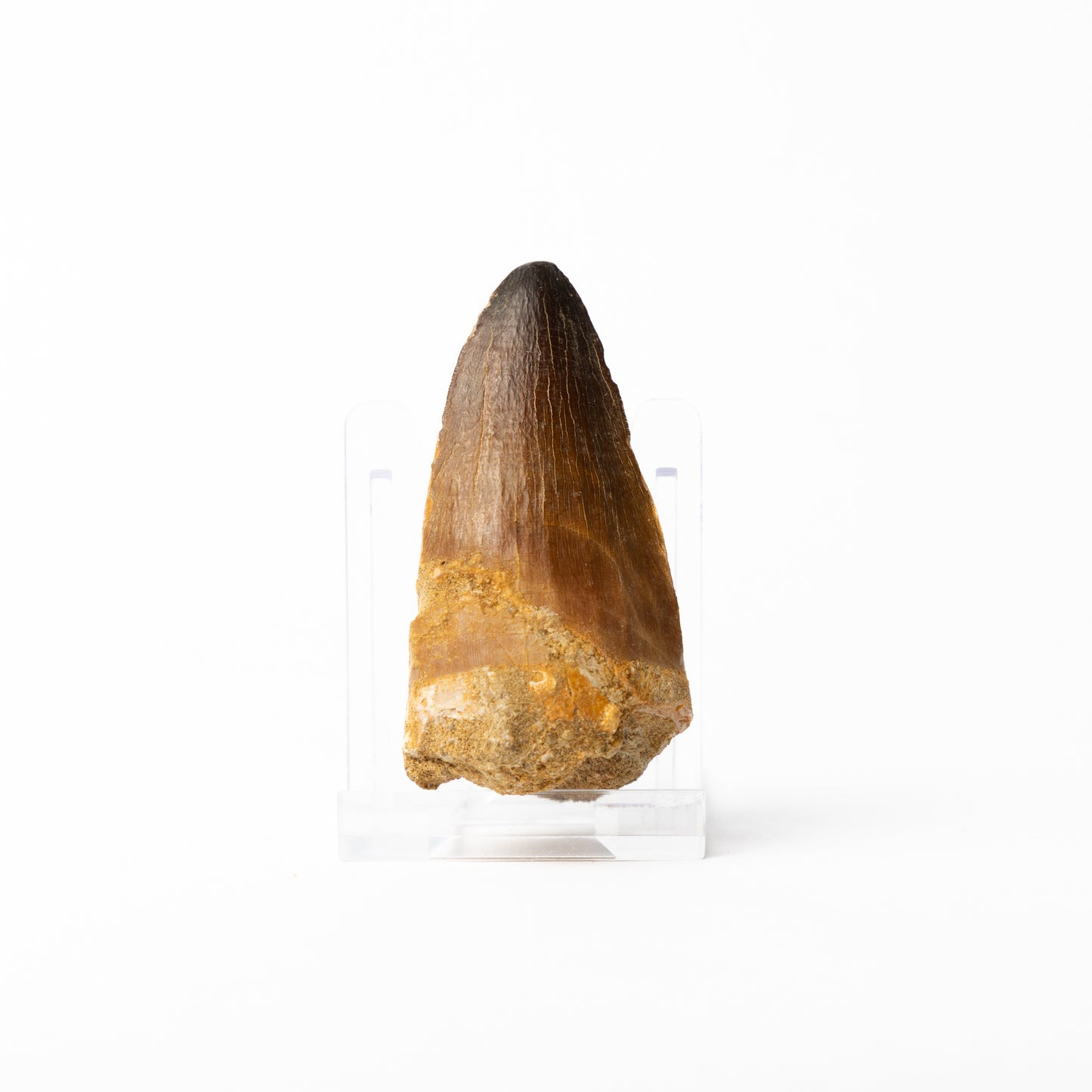Large Mosasaurus sp. Tooth