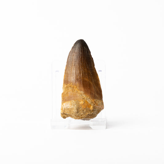 Large Mosasaurus sp. Tooth