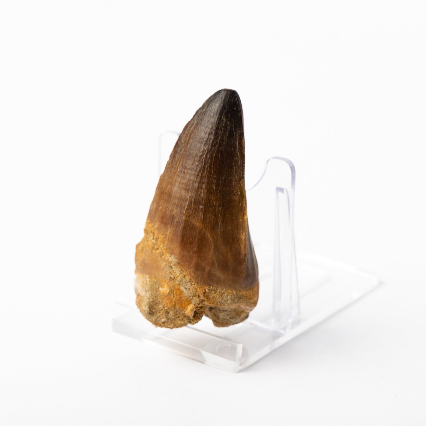 Large Mosasaurus sp. Tooth