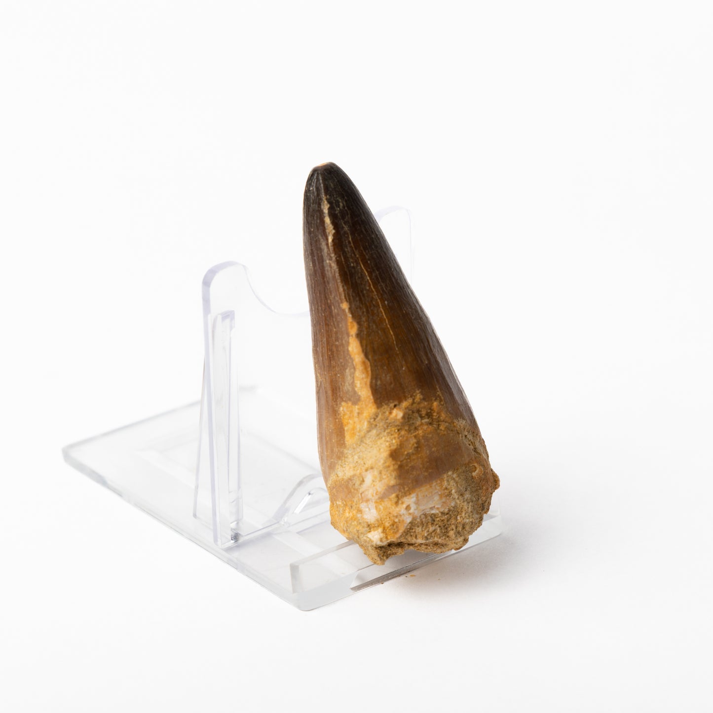 Large Mosasaurus sp. Tooth