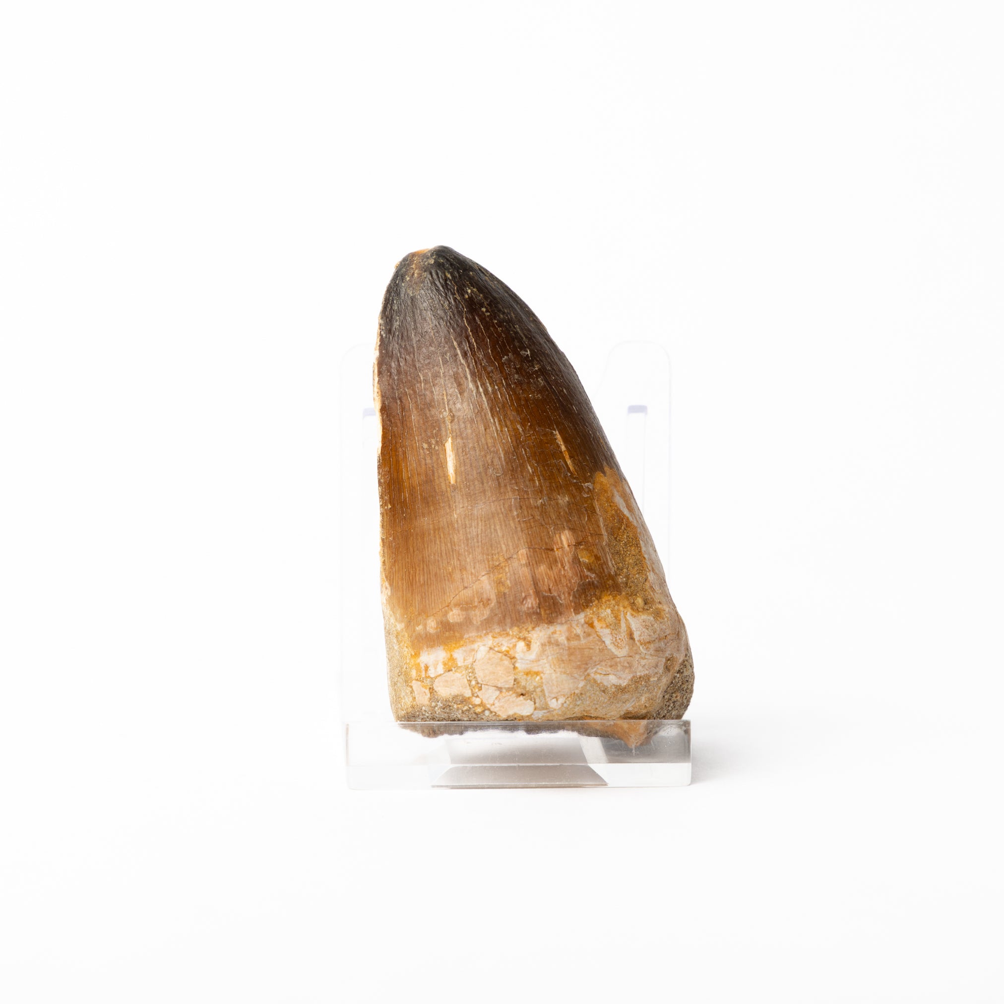 Large Mosasaurus sp. Tooth – The Fossil Shop
