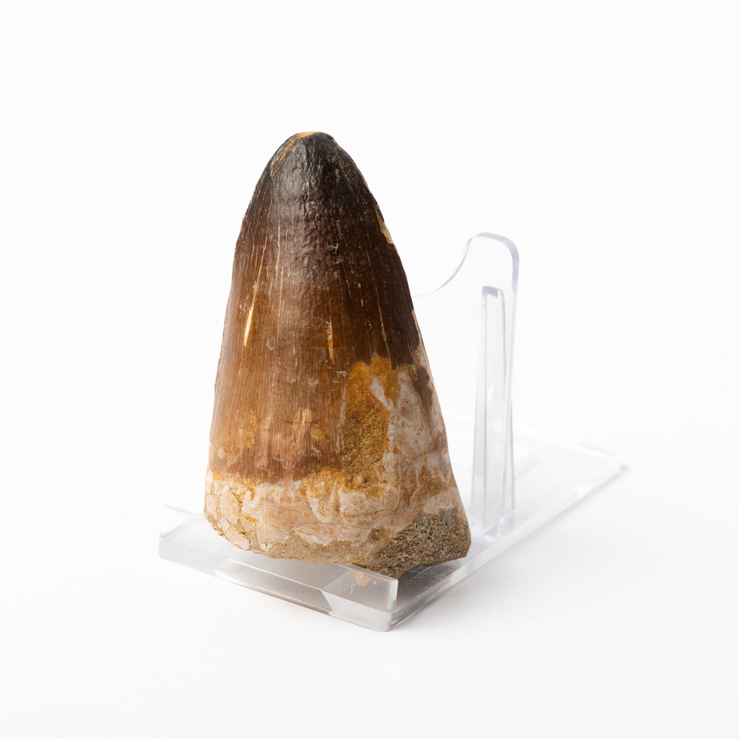 Large Mosasaurus sp. Tooth