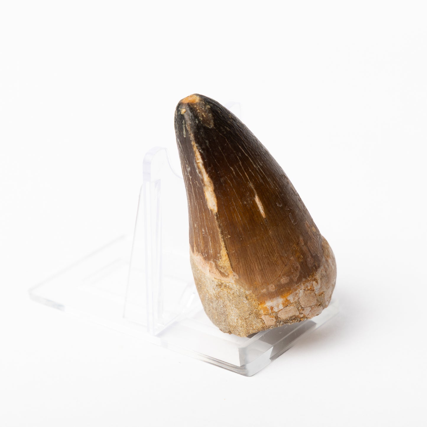 Large Mosasaurus sp. Tooth