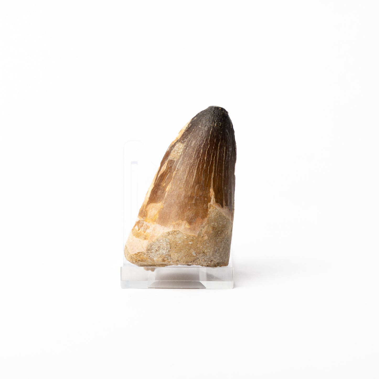 Large Mosasaurus sp. Tooth