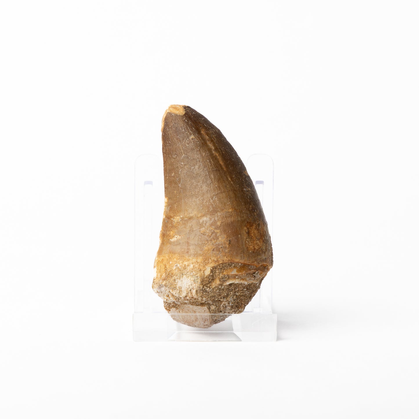 Large Mosasaurus sp. Tooth