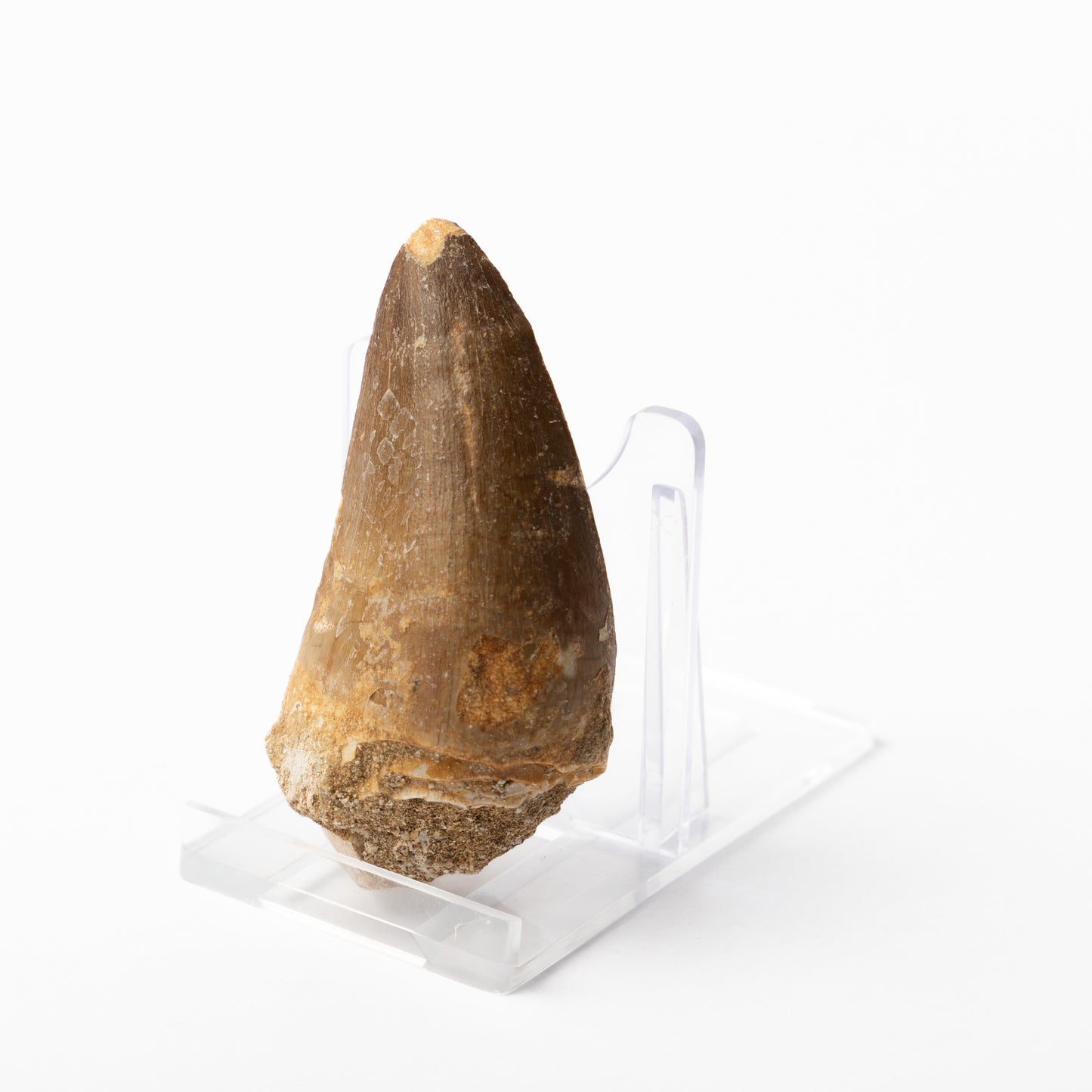 Large Mosasaurus sp. Tooth