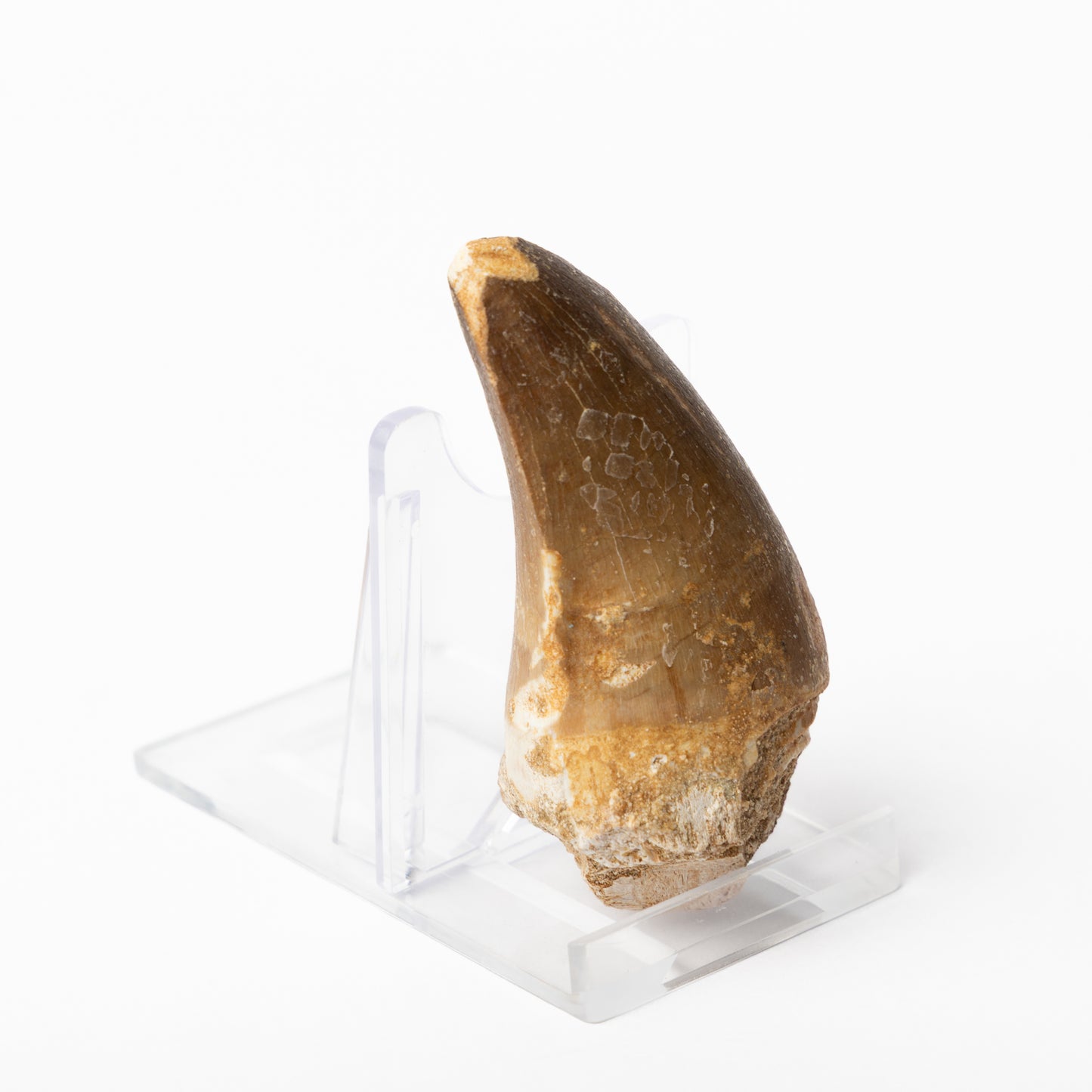 Large Mosasaurus sp. Tooth