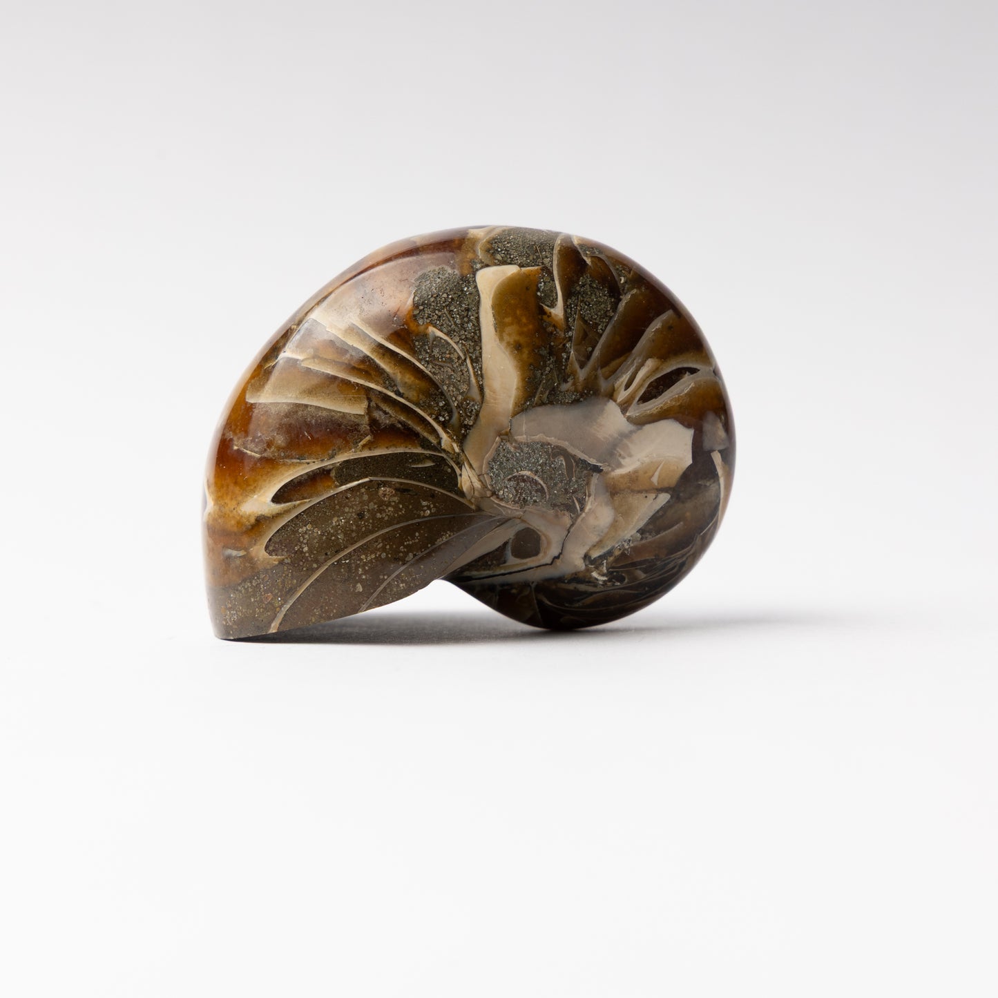 Cenoceras sp. Nautilus