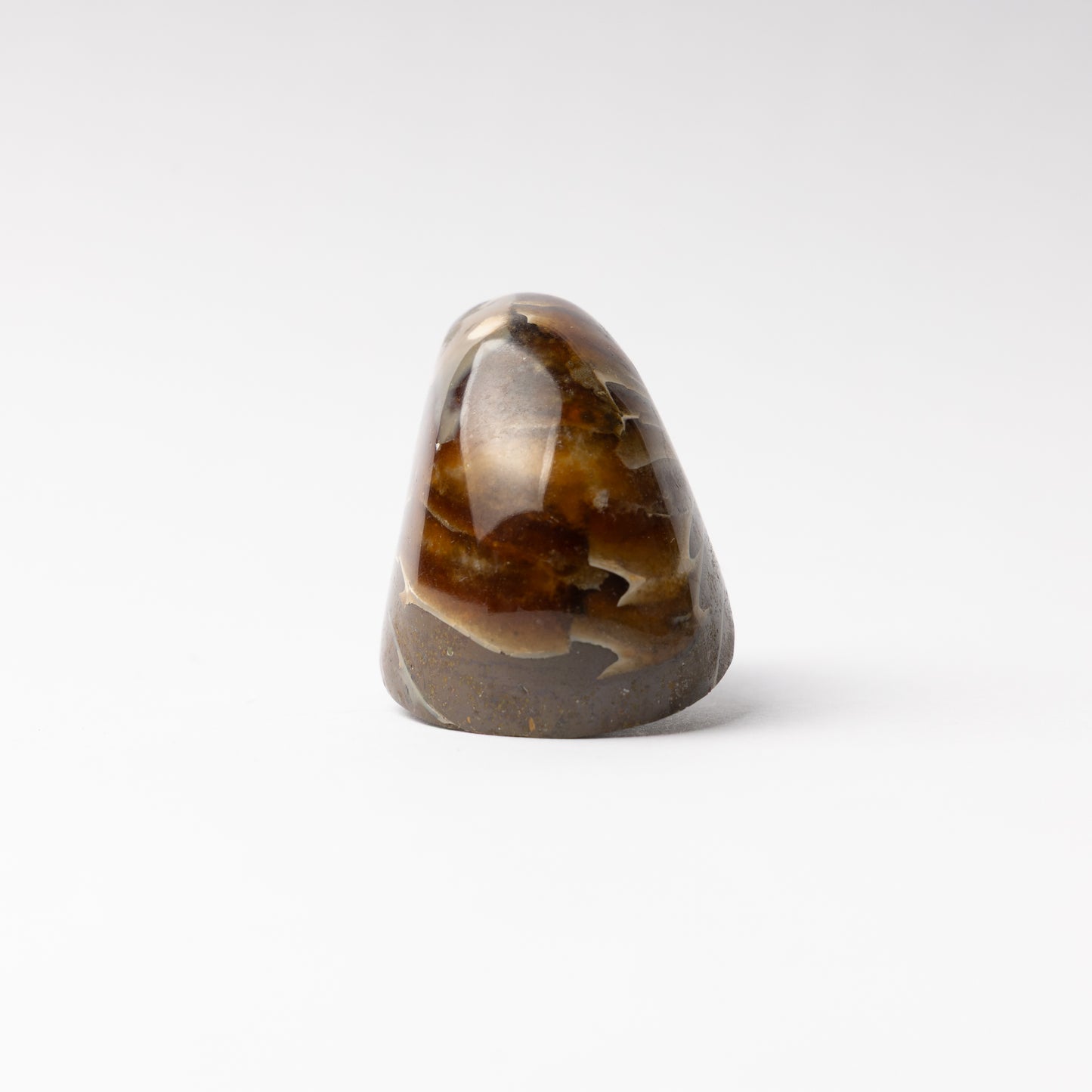 Cenoceras sp. Nautilus