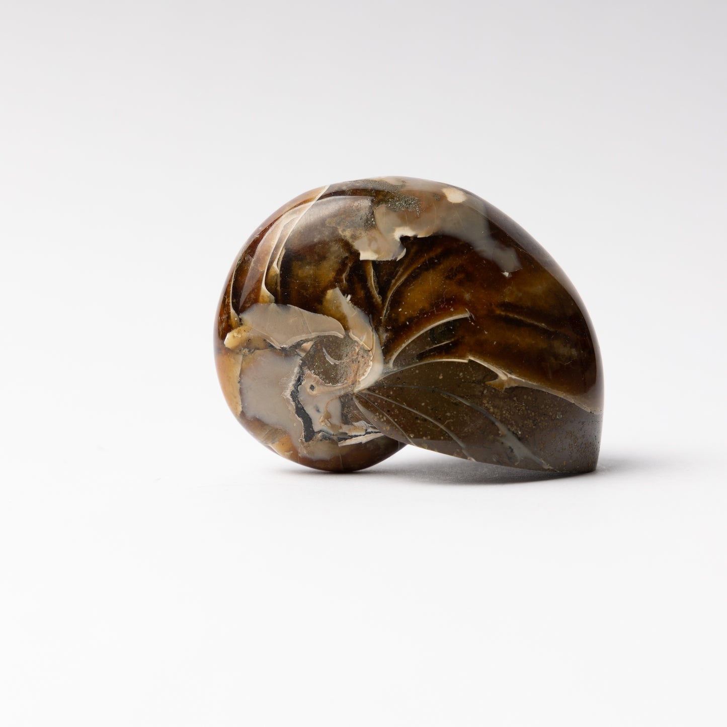 Cenoceras sp. Nautilus