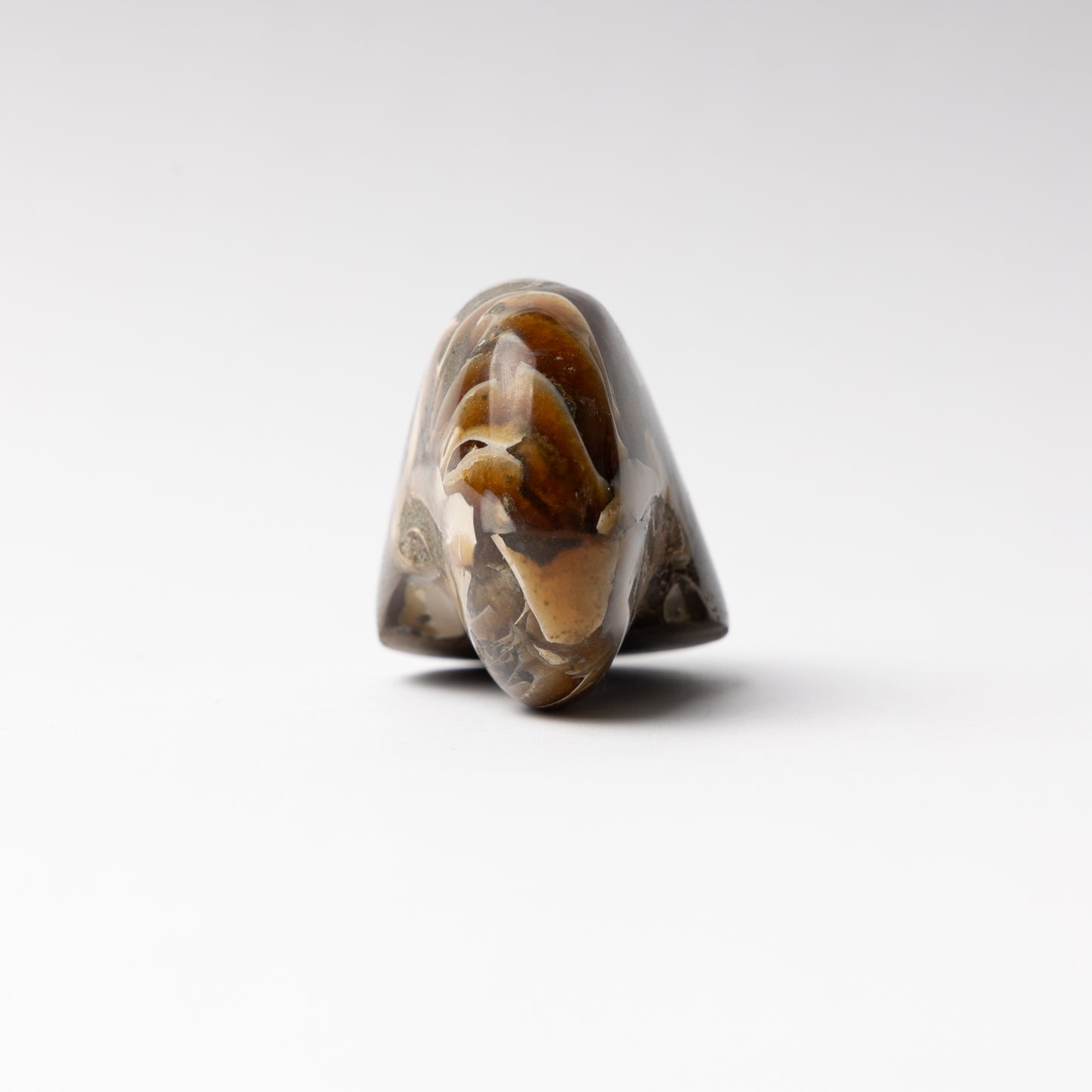 Cenoceras sp. Nautilus