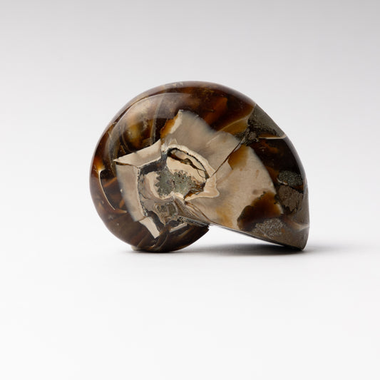 Cenoceras sp. Nautilus