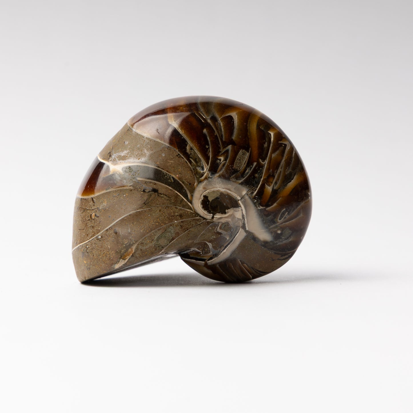 Cenoceras sp. Nautilus