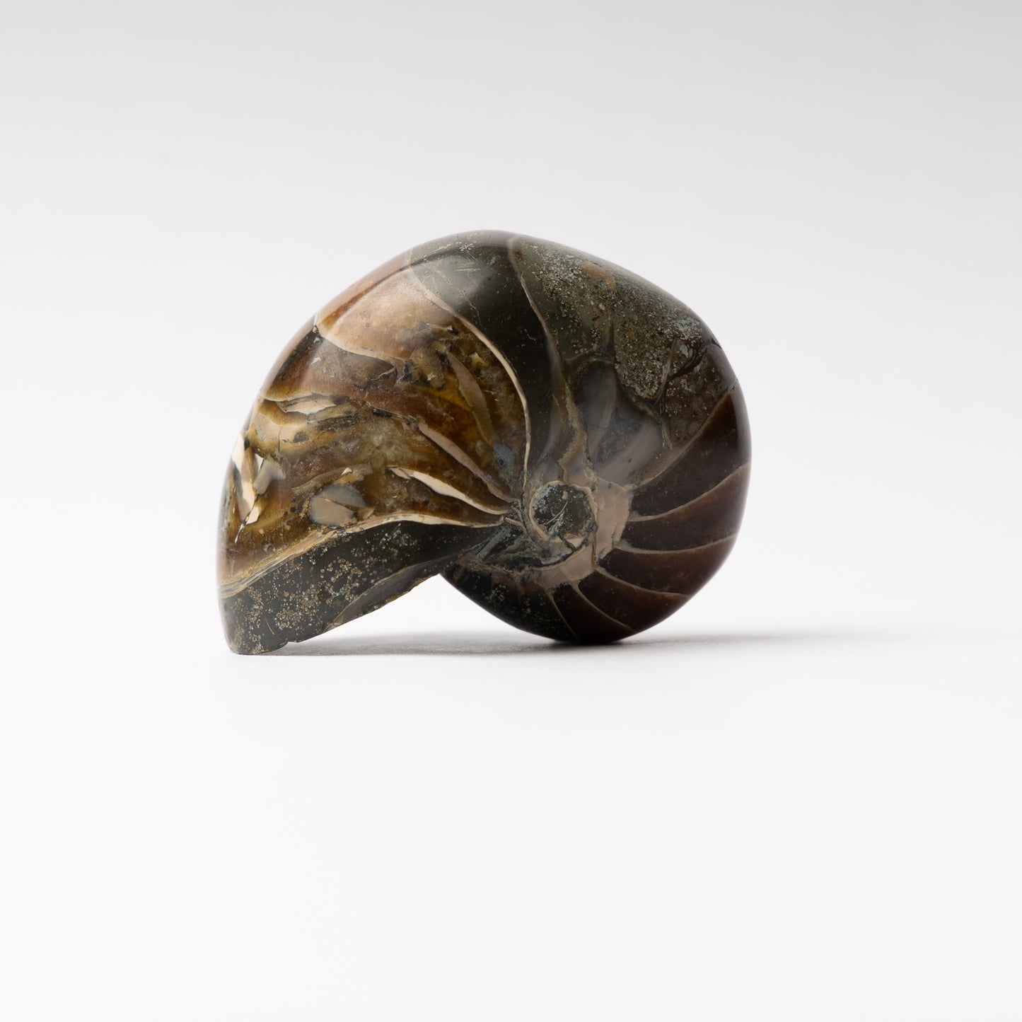 Cenoceras sp. Nautilus