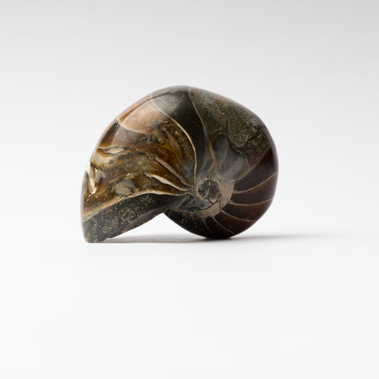 Cenoceras sp. Nautilus