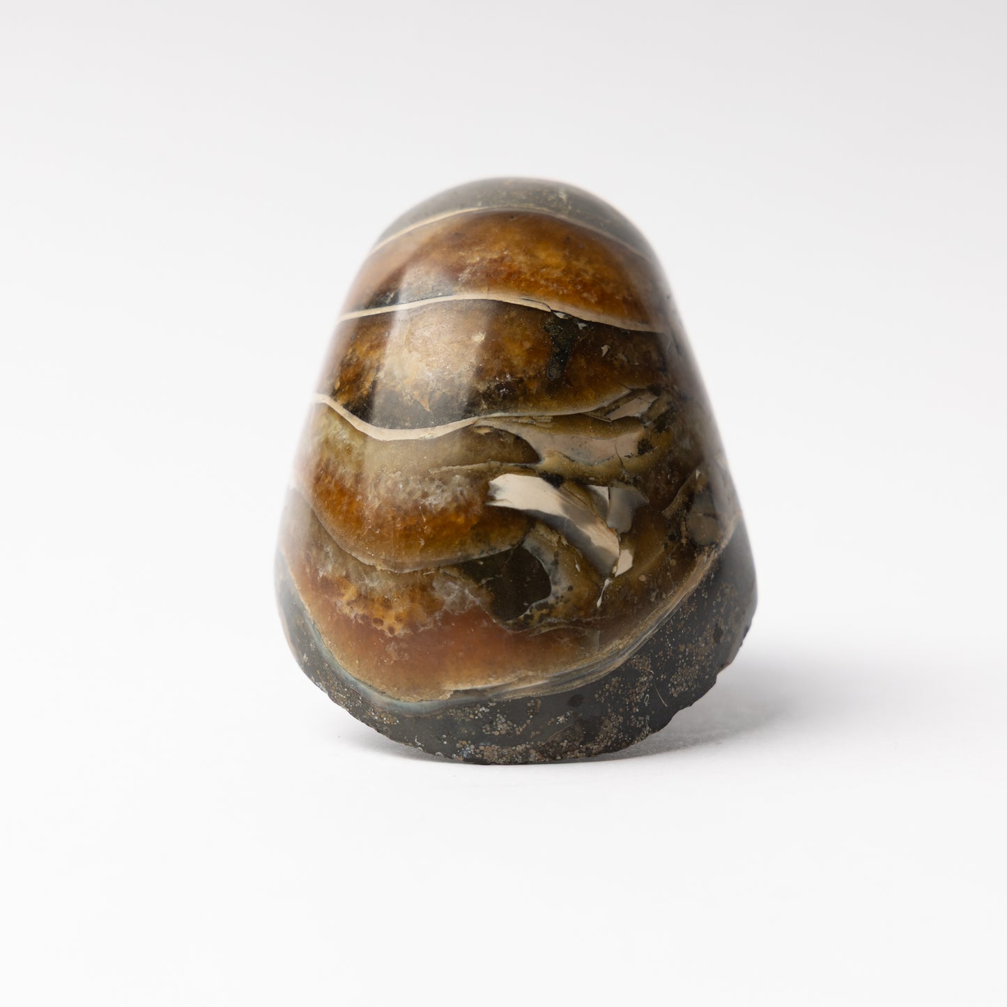 Cenoceras sp. Nautilus