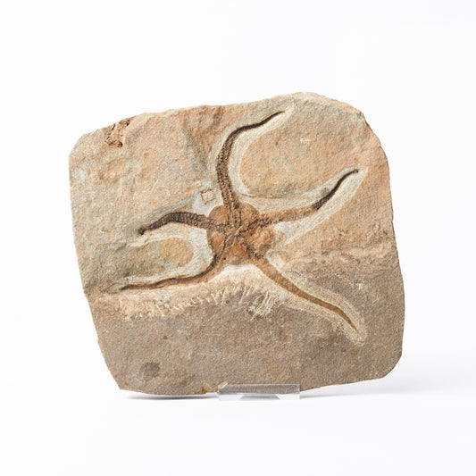 Ophiura sp. Brittle Star