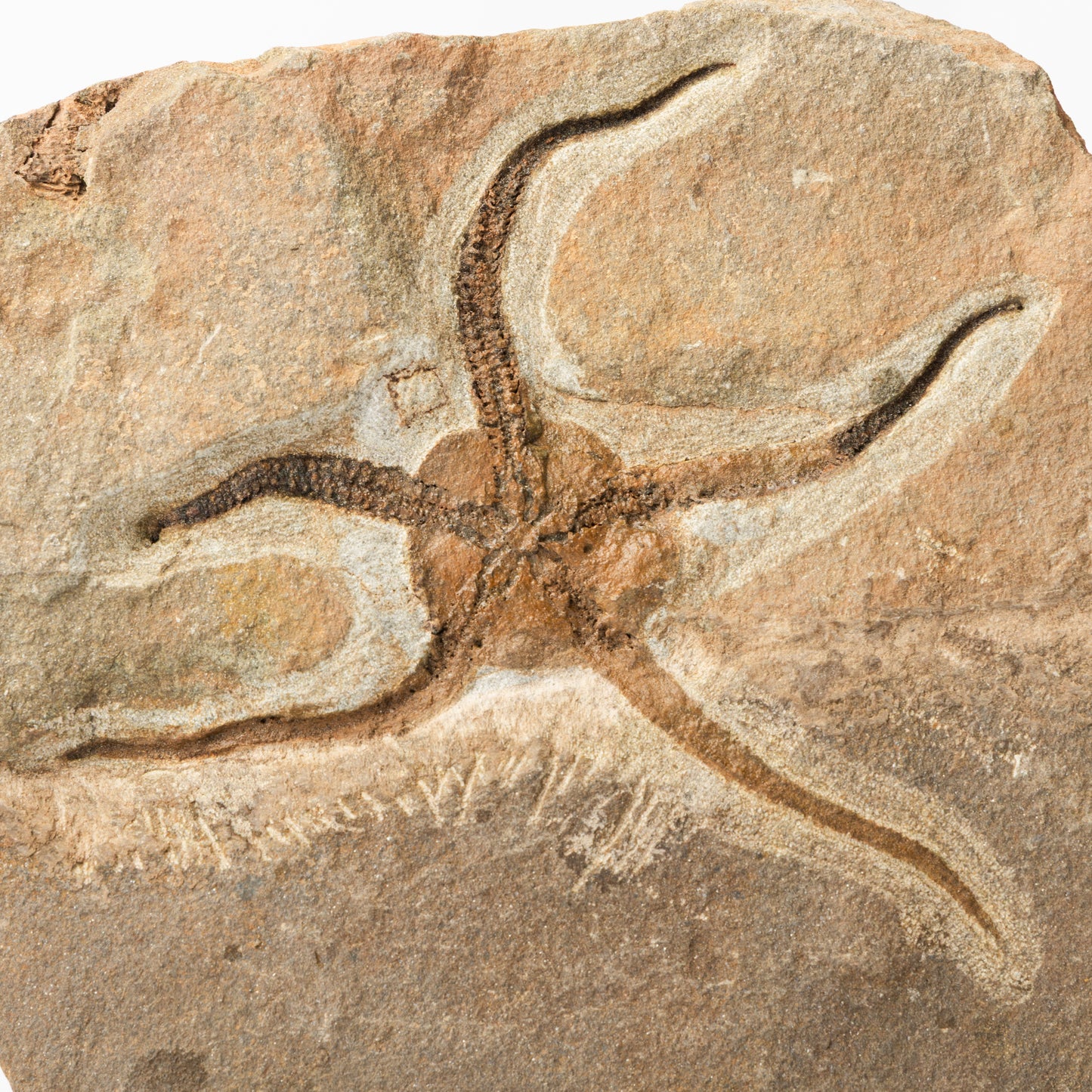 Ophiura sp. Brittle Star