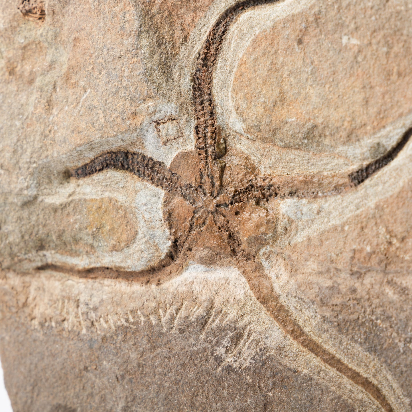 Ophiura sp. Brittle Star