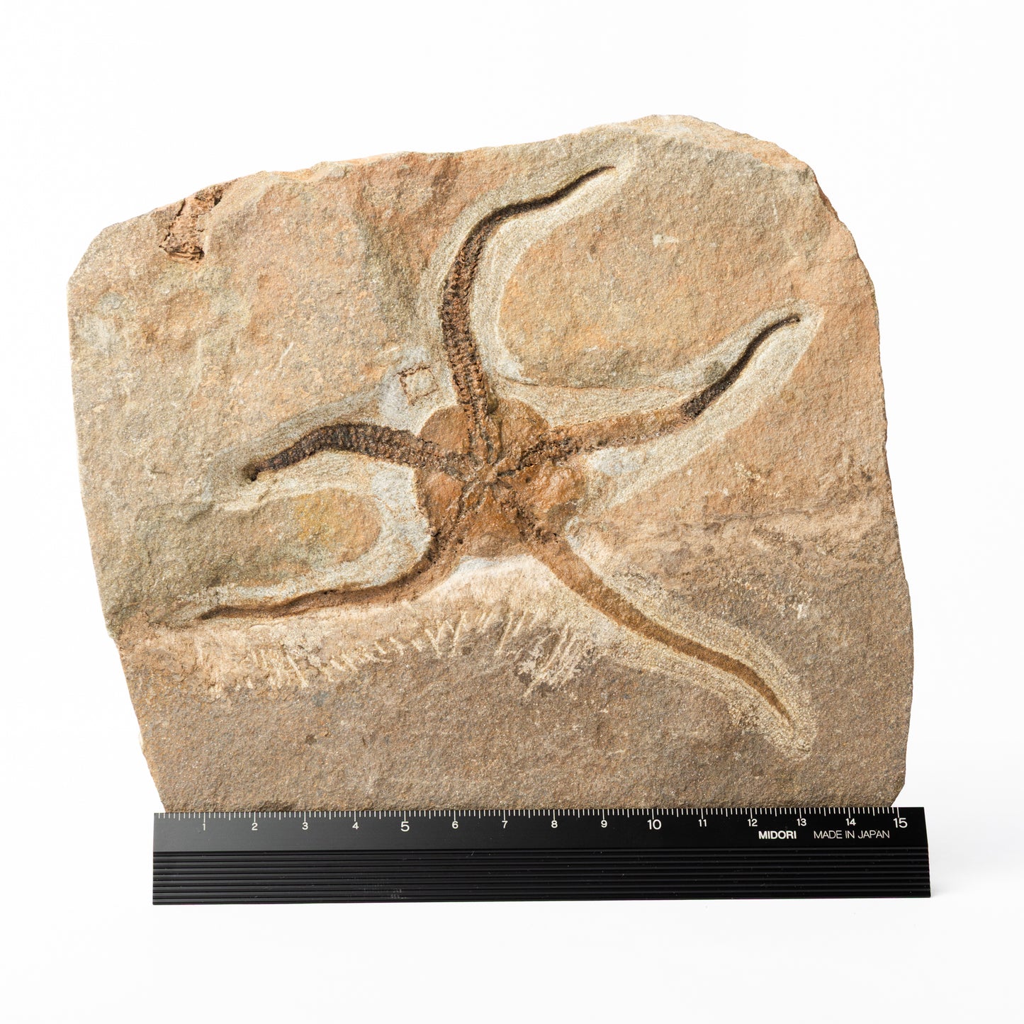 Ophiura sp. Brittle Star